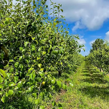 农家乐 Quinta Da Abelheira 1660 Sobral da Abelheira